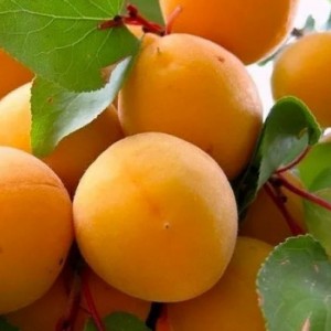 Абрикос Челябинский ранний