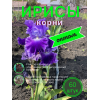 Ирисы / ОПТ 60 штук