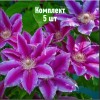 Комплект 5шт / Клематис Акаиши: фото и описание