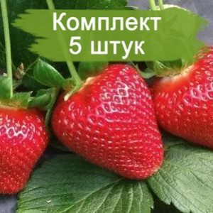 Комплект 5шт / Клубника Пирчинкью (Не ремонтантная/Ранняя)