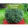 Саженцы самшита вечнозелёный Бухус (Buxus) -  5 шт.