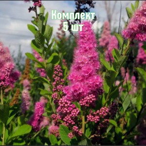 Комплект 5шт / Спирея Билларда