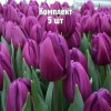 Комплект 5шт / Тюльпан Пурпл Леди: фото и описание