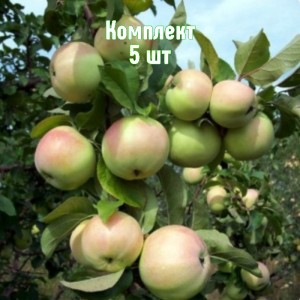 Комплект 5шт / Яблоня Белорусский синап